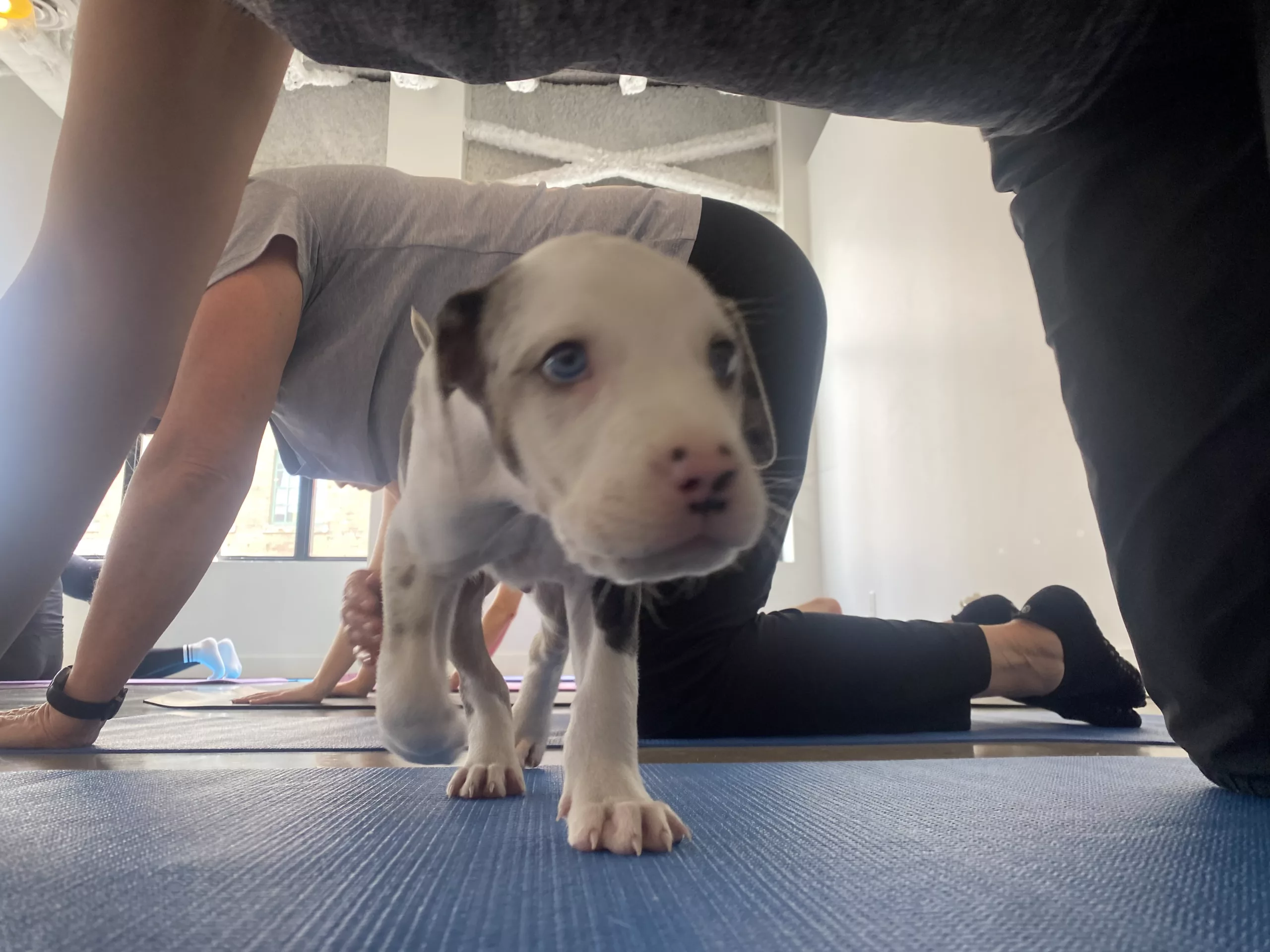 Puppy Yoga